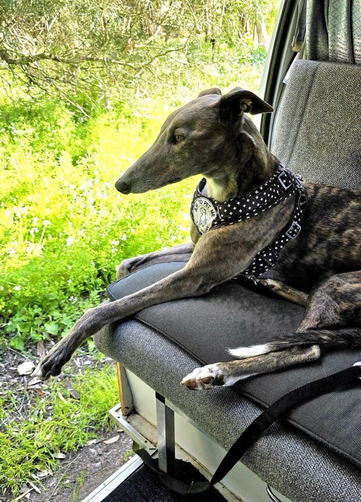 Winter the brindle greyhound lying across the campervan seat with her front legs stretched out, green scrub visible through the open door.